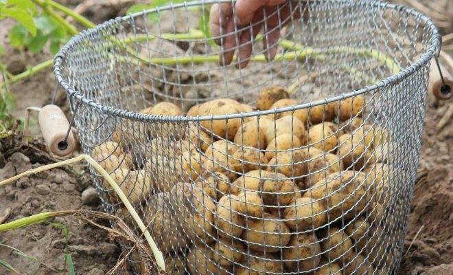 Bahçenizde patates yetiştirin
