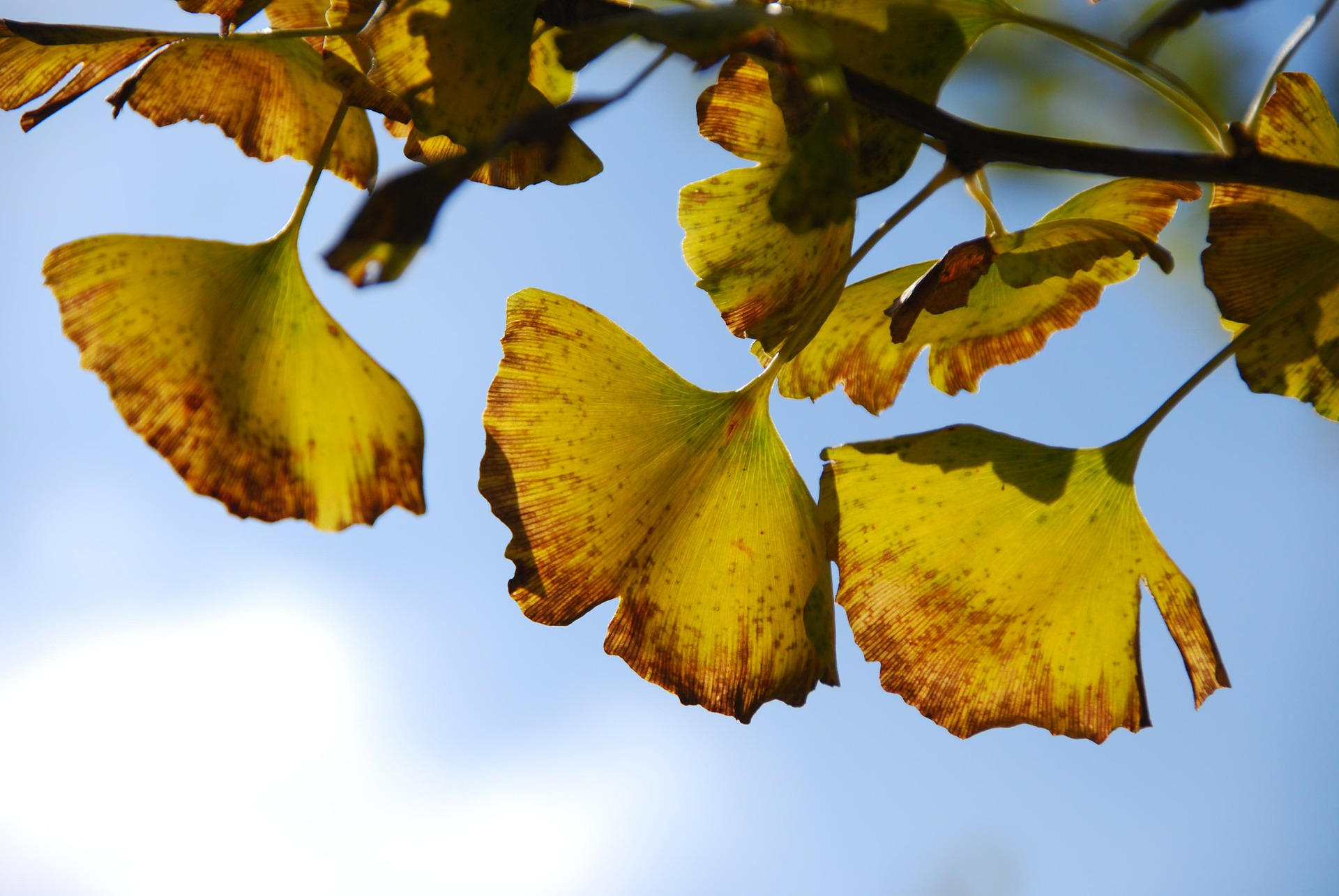 Гинкго осенью лист