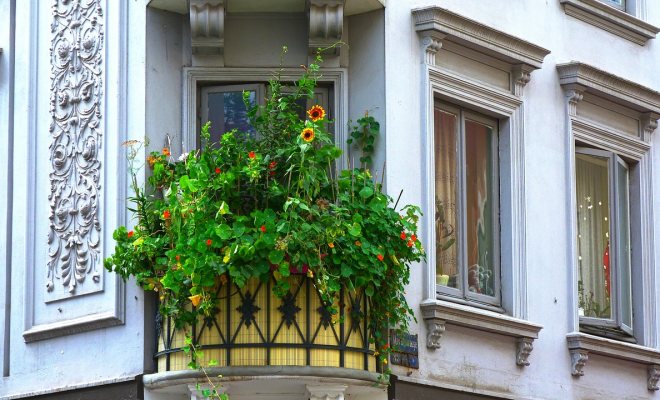 Salon ve balkon bitkilerinin çelikle üretimi