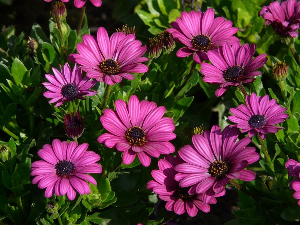 Gerbera - çiçek bakımı Gerbera - çiçek bakımı