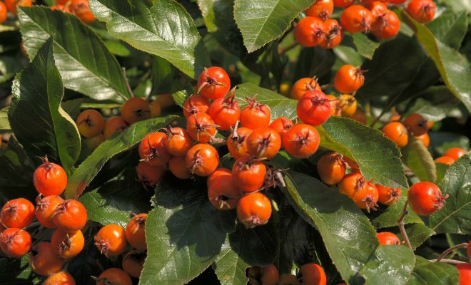 C vitamini deposu alıç bitkisini tanıma