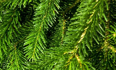 Pinus Mugo Mugo Cami Bodur Cam Agaclar Net