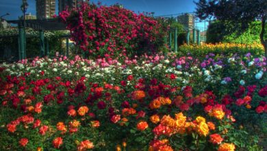 istanbulda park çiçekleri