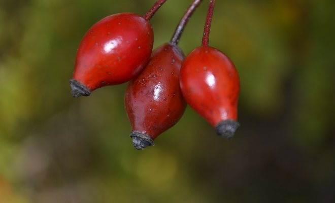 Kuşburnu yetiştirme