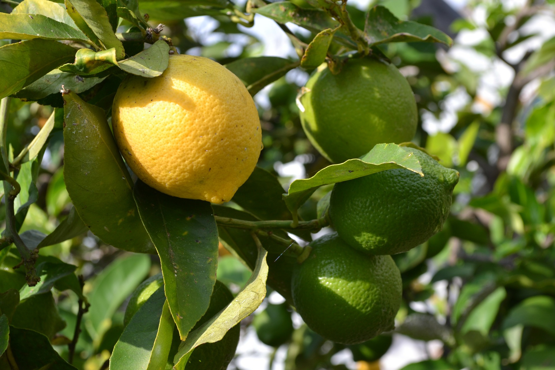 Tohumdan limon ağacı yetiştirme ipuçları EvHayat