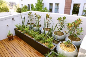 Balkon bahçeciliği