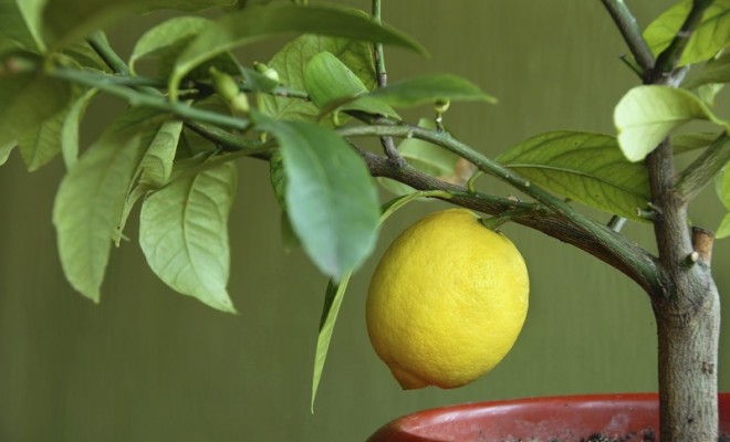 Limon Çekirdeği Nasıl Filizlendirilir?