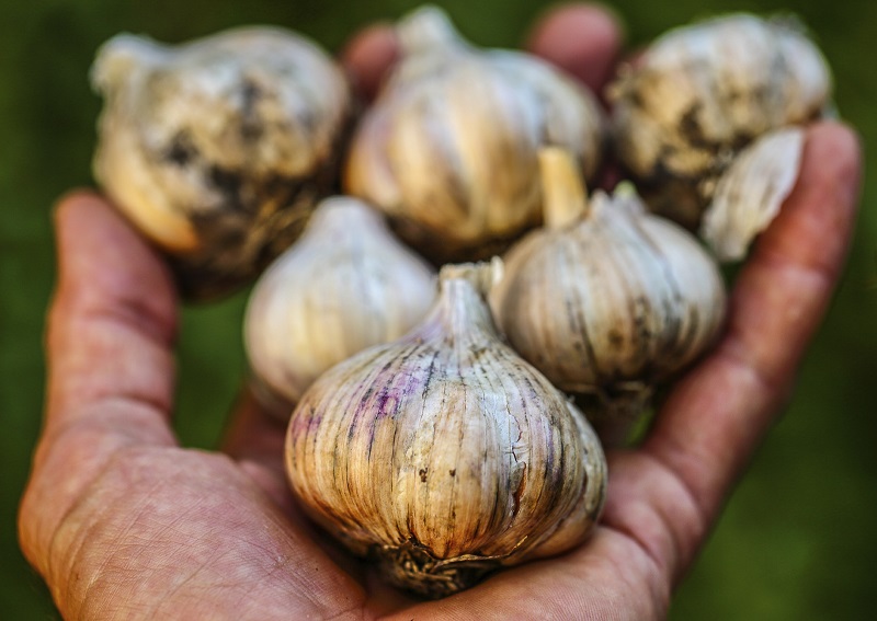 Sarımsak Nasıl Ekilir? - EvHayat