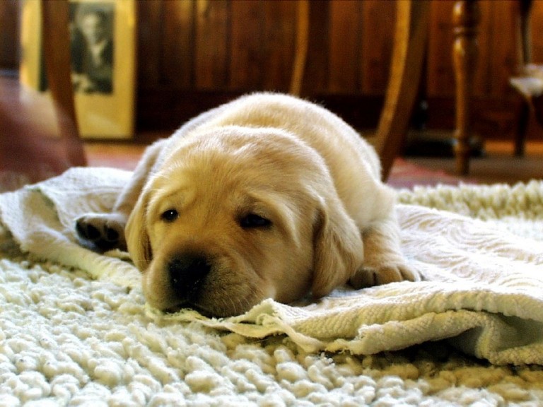 Halıdaki Kedi Köpek Tüyü Nasıl Temizlenir? EvHayat
