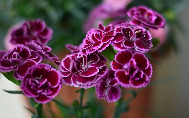 Flower Show İstanbul Başlıyor