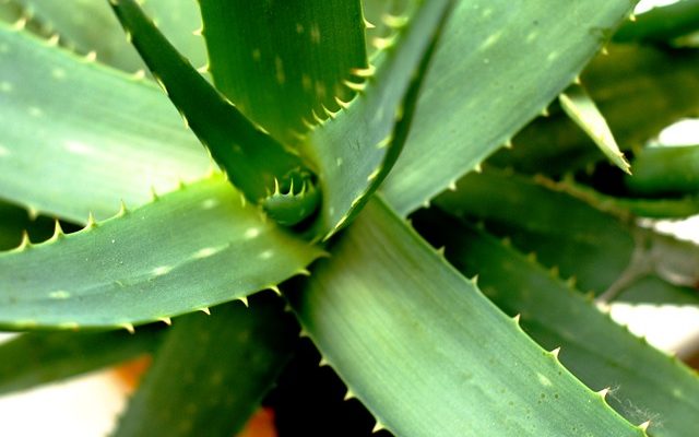 Aloe Vera Bakımı