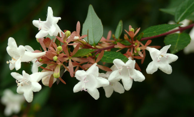 Abelya Bitkisi
