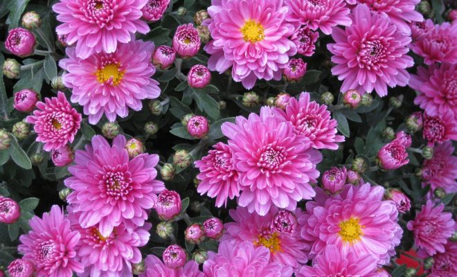 Aster Çiçeği Bakımı