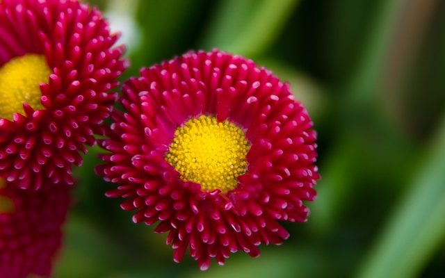 Bellis Çiçeği – Yaz Papatyası