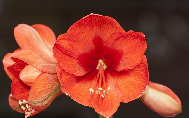 Güzel Hatun Çiçeği – Amaryllis