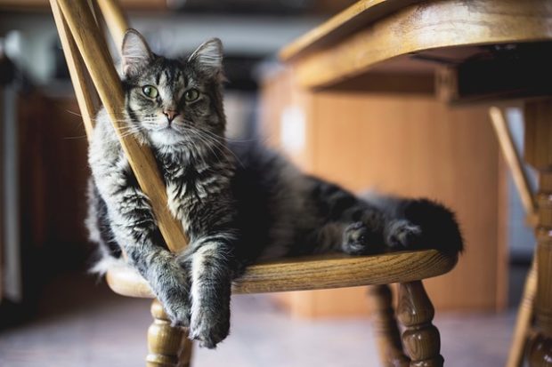 Evde Kedi Maması Yapımı EvHayat