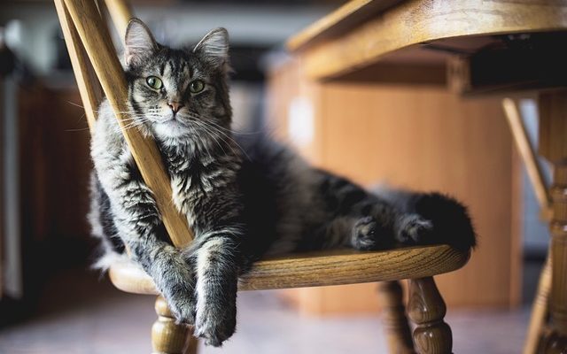 Evde Kedi Maması Yapımı
