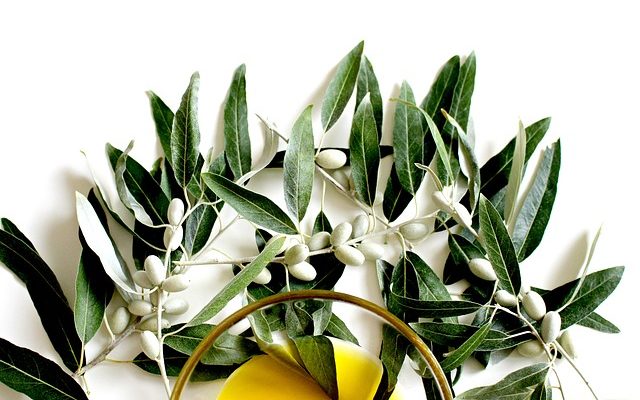 Zeytin Çeşitleri – Sofralık ve Yağlık Zeytin