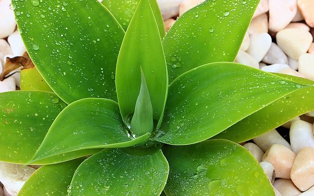 Agave Bitkisi Nasıl Yetiştirilir?