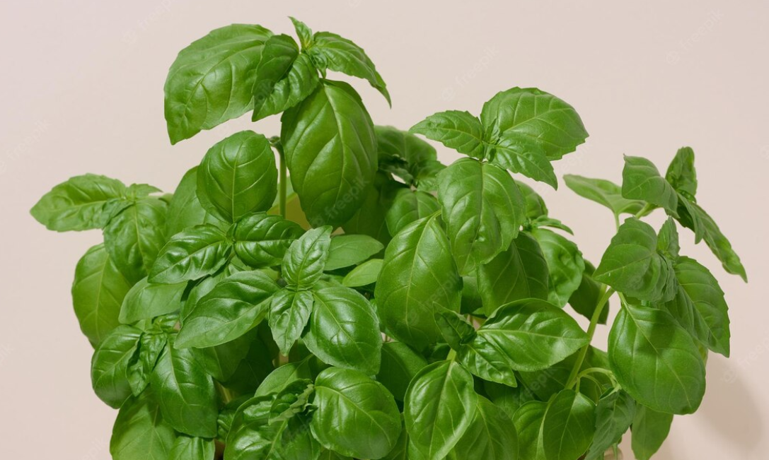 Evde Fesleğen Nasıl Yetiştirilir? Saksıda Fesleğen Yetiştirmek - EvHayat