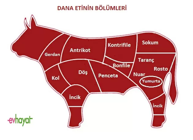 kulbasti hayvanin neresidir